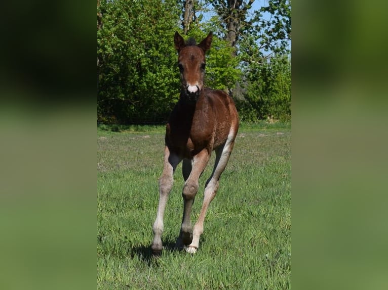 American Quarter Horse Stute  150 cm Brauner in Neustadt Dosse