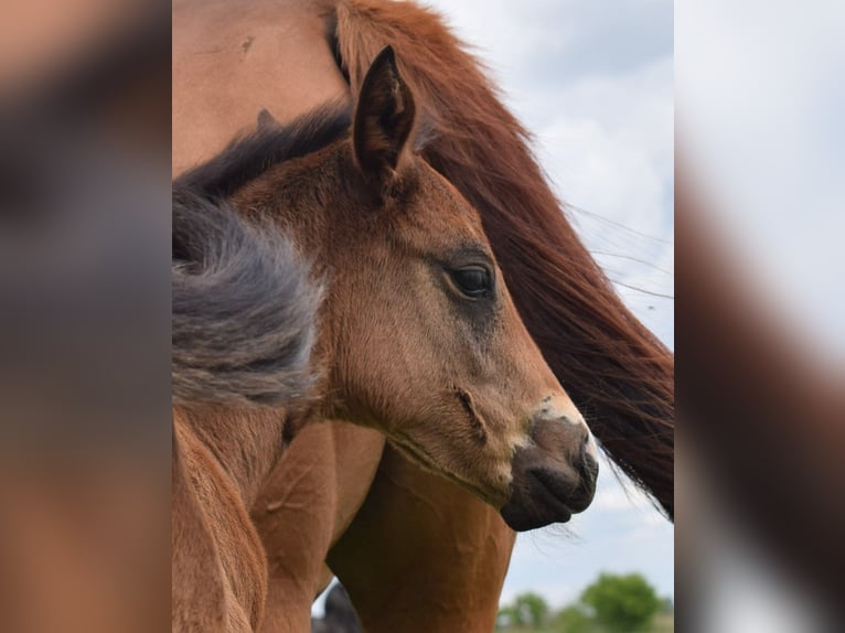 American Quarter Horse Stute  150 cm Brauner in Neustadt Dosse