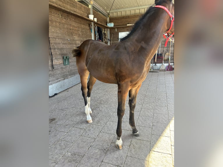 American Quarter Horse Stute Fohlen (04/2025) 150 cm Buckskin in H&#xF6;ringen