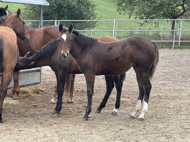 American Quarter Horse Stute Fohlen (04/2025) 150 cm Buckskin in H&#xF6;ringen
