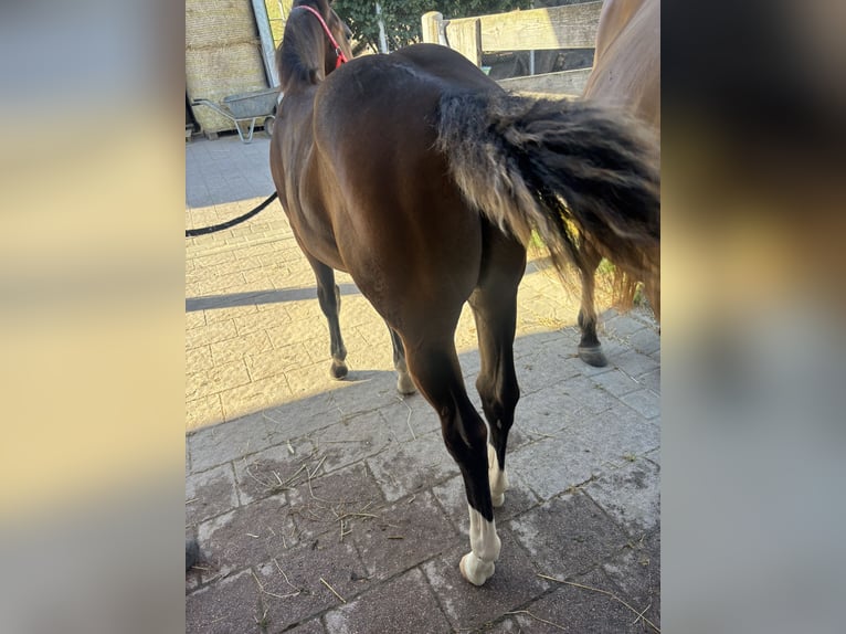 American Quarter Horse Stute Fohlen (04/2025) 150 cm Buckskin in H&#xF6;ringen