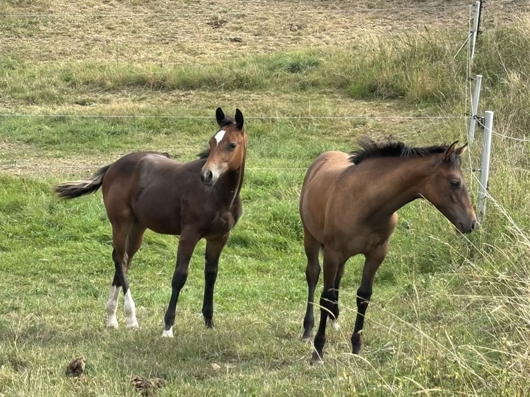 American Quarter Horse Stute Fohlen (04/2025) 150 cm Buckskin in H&#xF6;ringen
