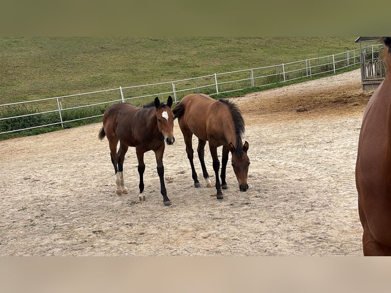 American Quarter Horse Stute Fohlen (04/2025) 150 cm Buckskin in H&#xF6;ringen