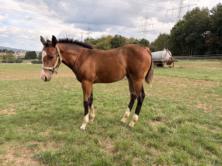 American Quarter Horse Stute Fohlen (05/2026) 150 cm Buckskin in Illingen