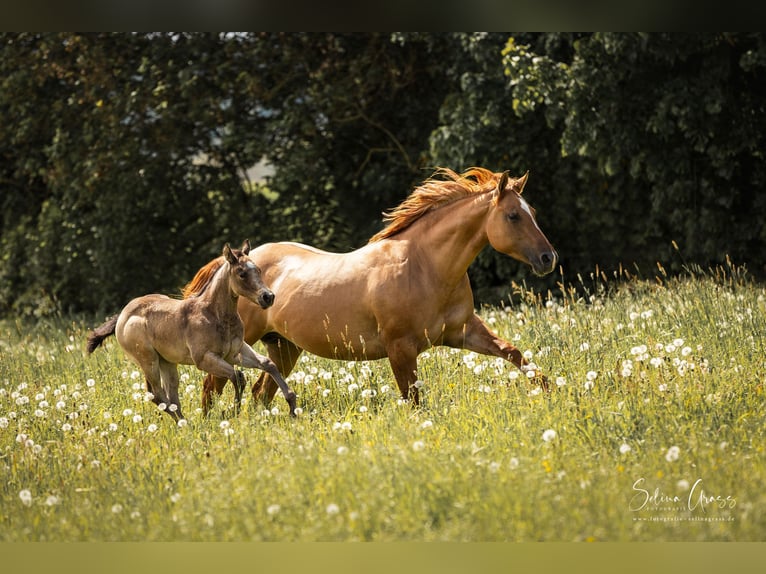 American Quarter Horse Stute Fohlen (03/2024) 150 cm Buckskin in Calden