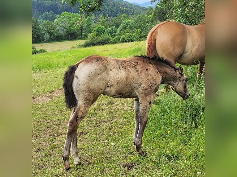 American Quarter Horse Stute Fohlen (03/2024) 150 cm Buckskin in Calden