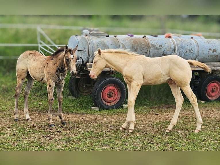 American Quarter Horse Stute Fohlen (03/2024) 150 cm Buckskin in Calden