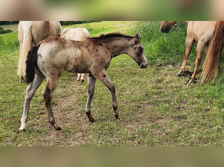 American Quarter Horse Stute Fohlen (03/2024) 150 cm Buckskin in Calden