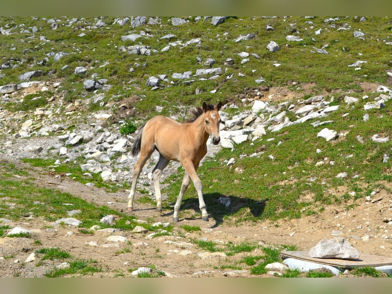 American Quarter Horse Stute Fohlen (05/2026) 150 cm Buckskin in Thalgau