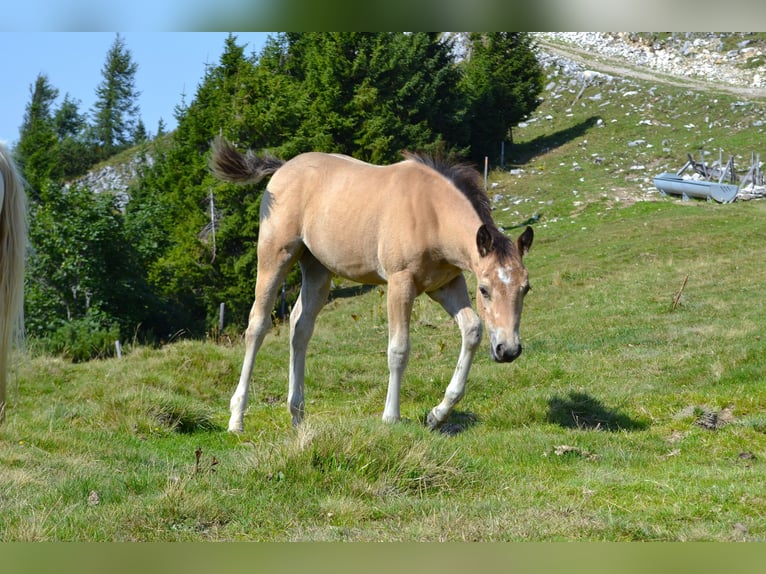 American Quarter Horse Stute Fohlen (05/2026) 150 cm Buckskin in Thalgau