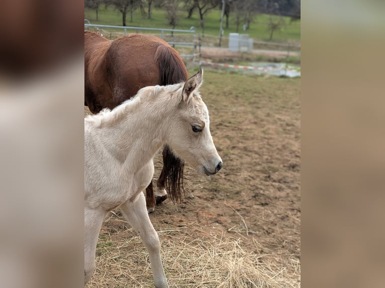 American Quarter Horse Stute Fohlen (03/2026) 150 cm Buckskin in Neukirchen bei Sulzbach-Rosenberg