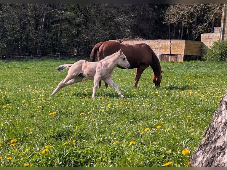 American Quarter Horse Stute Fohlen (03/2026) 150 cm Buckskin in Neukirchen bei Sulzbach-Rosenberg