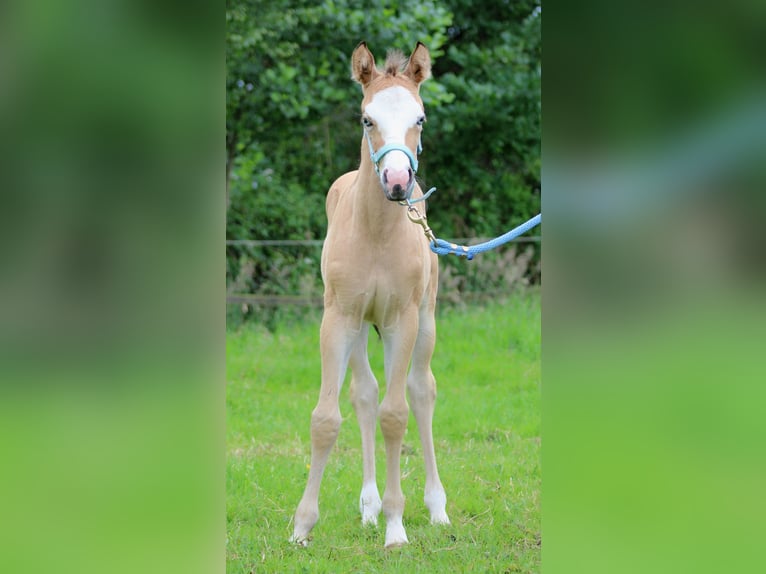 American Quarter Horse Stute Fohlen (05/2024) 150 cm Buckskin in Stade