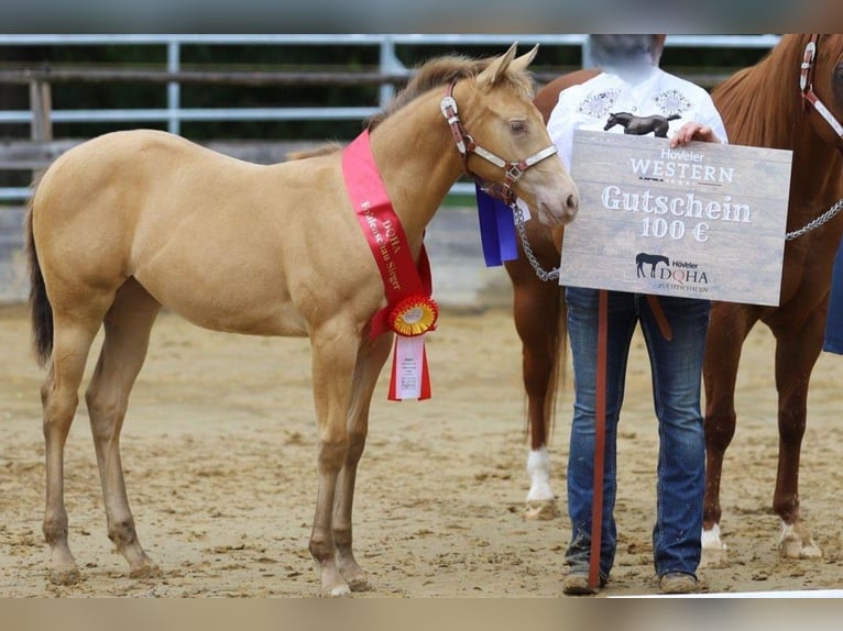 American Quarter Horse Stute Fohlen (04/2025) 150 cm Champagne in Burgheim