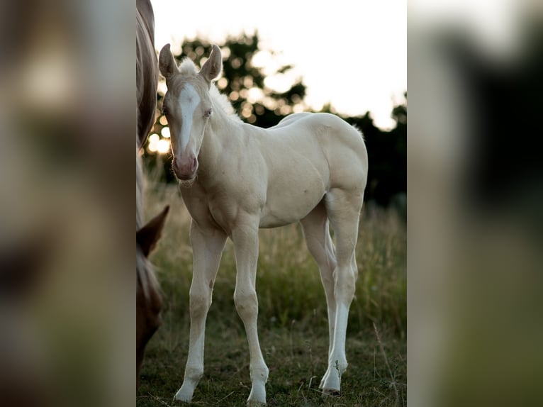 American Quarter Horse Stute Fohlen (06/2026) 150 cm Cremello in Sondershausen