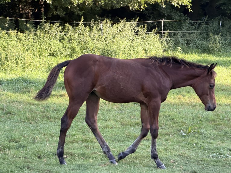 American Quarter Horse Stute Fohlen (04/2026) 150 cm Dunkelbrauner in Krakow am See