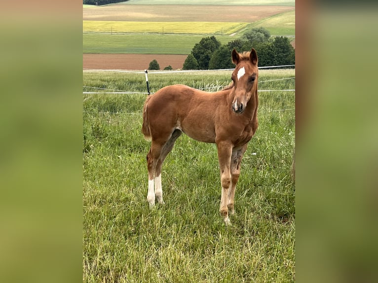 American Quarter Horse Stute  150 cm Dunkelfuchs in Kirchenthumbach