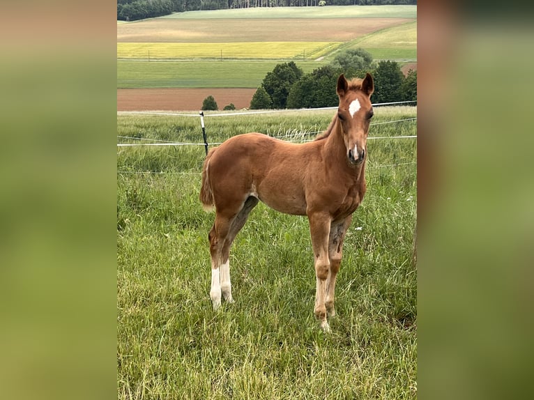 American Quarter Horse Stute  150 cm Dunkelfuchs in Kirchenthumbach
