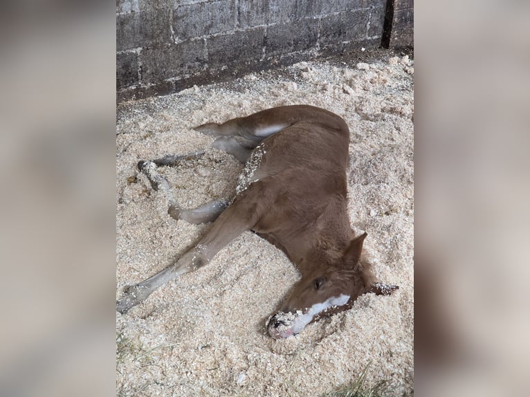 American Quarter Horse Stute  150 cm Dunkelfuchs in Tongeren