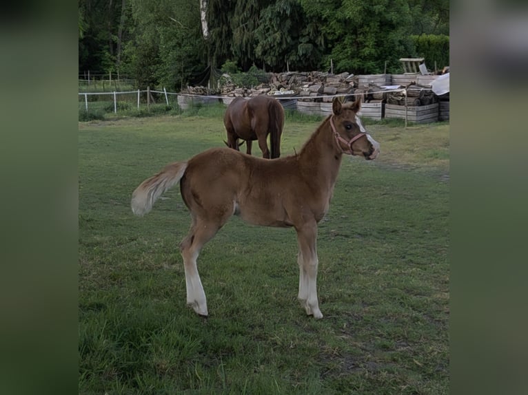 American Quarter Horse Stute  150 cm Dunkelfuchs in Tongeren
