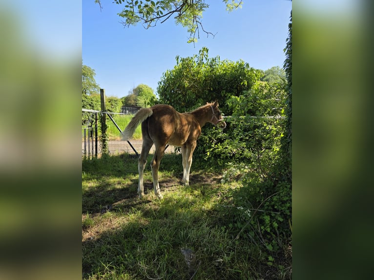American Quarter Horse Stute  150 cm Dunkelfuchs in Tongeren