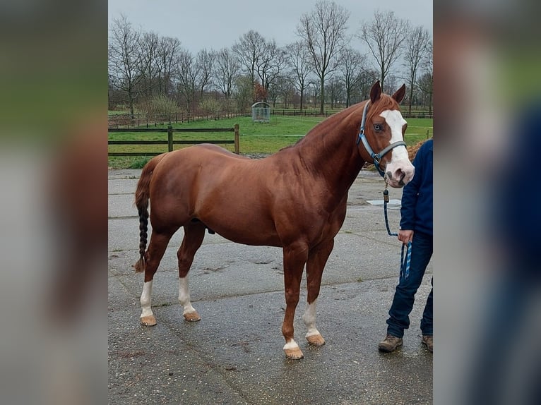 American Quarter Horse Stute  150 cm Dunkelfuchs in Tongeren
