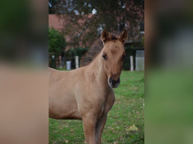 American Quarter Horse Stute Fohlen (07/2025) 150 cm Falbe in Nordhorn
