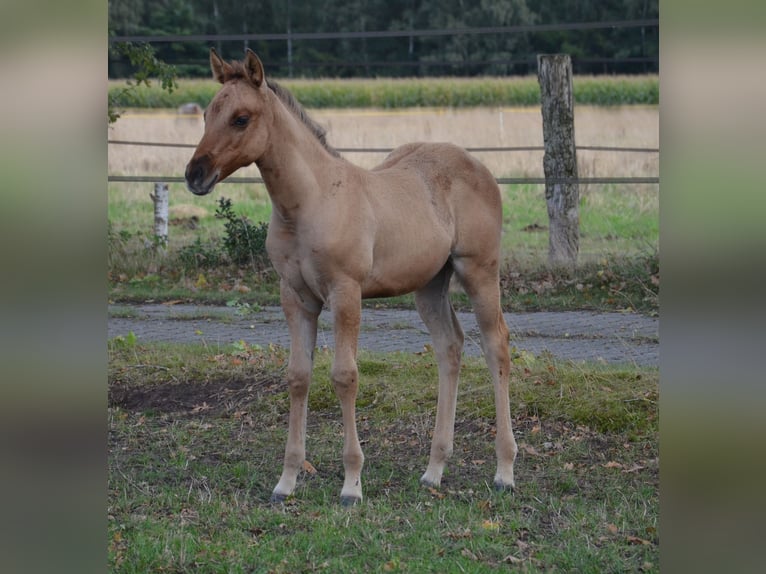 American Quarter Horse Stute Fohlen (07/2025) 150 cm Falbe in Nordhorn