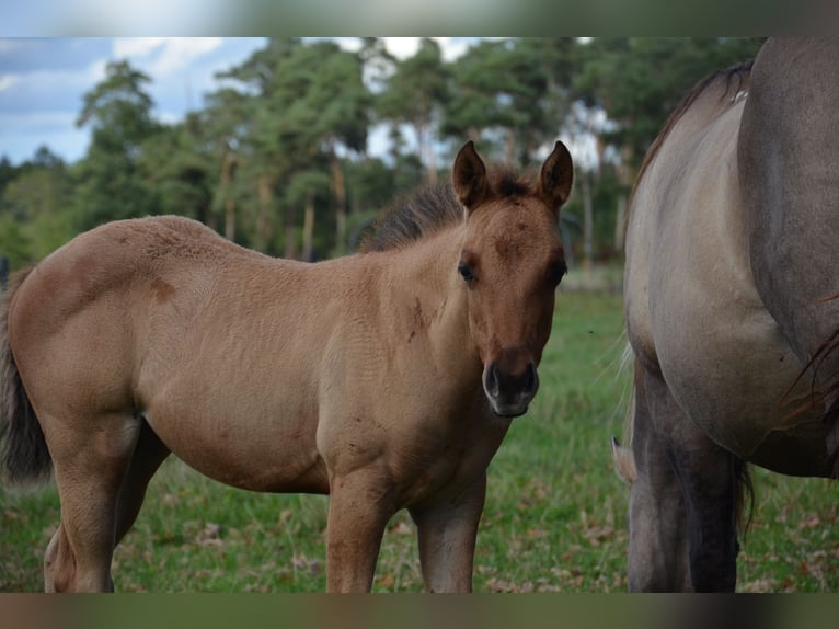 American Quarter Horse Stute Fohlen (07/2025) 150 cm Falbe in Nordhorn