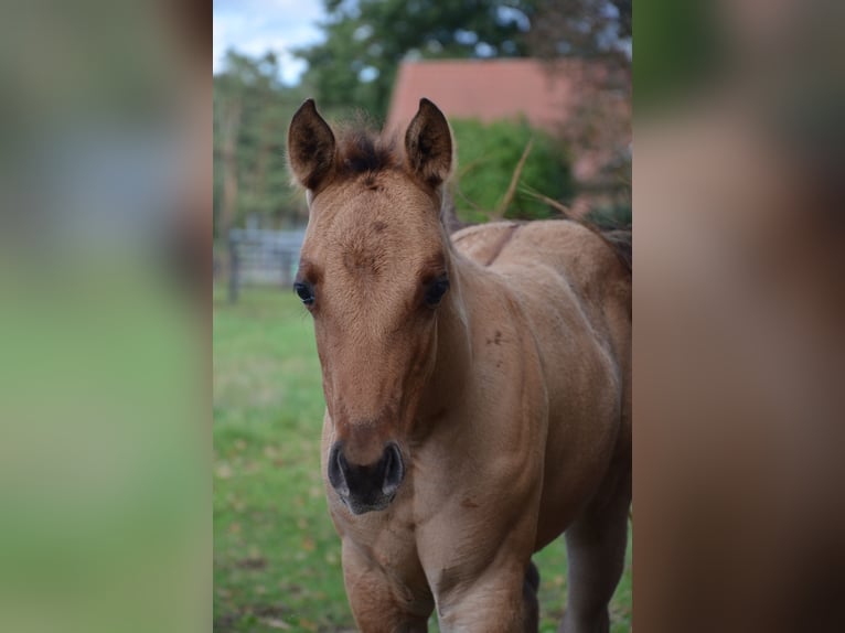 American Quarter Horse Stute Fohlen (07/2025) 150 cm Falbe in Nordhorn