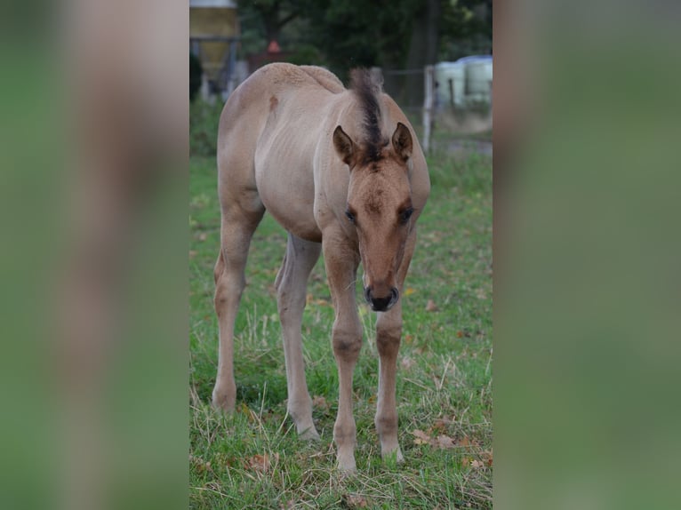 American Quarter Horse Stute Fohlen (07/2025) 150 cm Falbe in Nordhorn