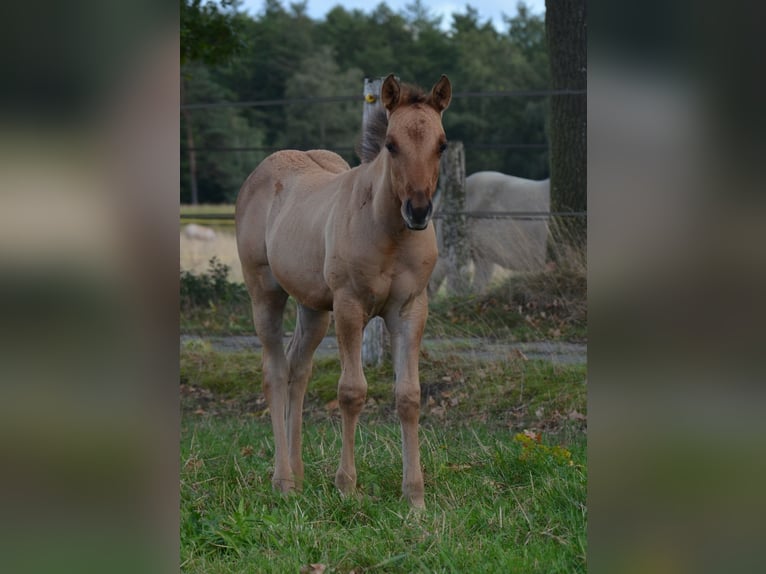 American Quarter Horse Stute Fohlen (07/2025) 150 cm Falbe in Nordhorn