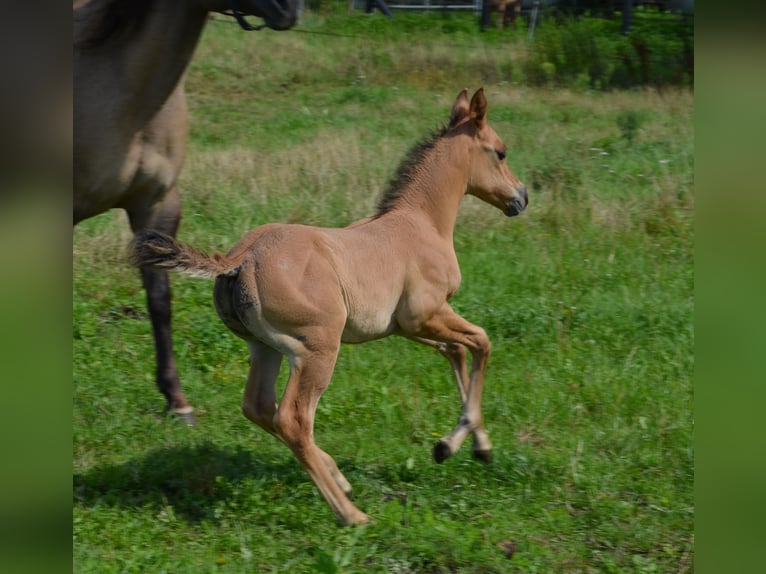 American Quarter Horse Stute Fohlen (07/2025) 150 cm Falbe in Nordhorn