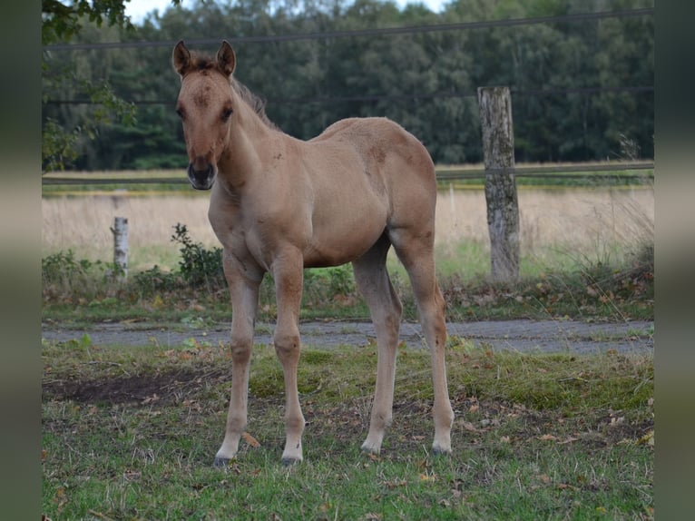 American Quarter Horse Stute Fohlen (07/2025) 150 cm Falbe in Nordhorn