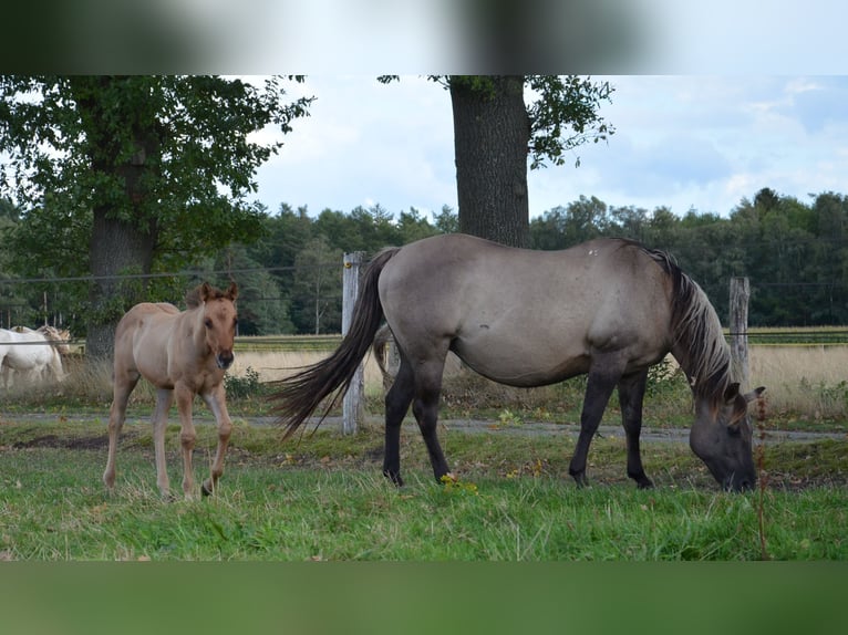 American Quarter Horse Stute Fohlen (07/2025) 150 cm Falbe in Nordhorn