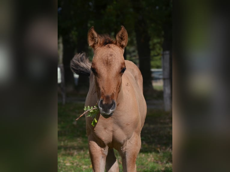 American Quarter Horse Stute Fohlen (07/2025) 150 cm Falbe in Nordhorn