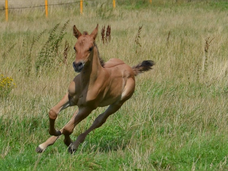 American Quarter Horse Stute Fohlen (07/2025) 150 cm Falbe in Nordhorn