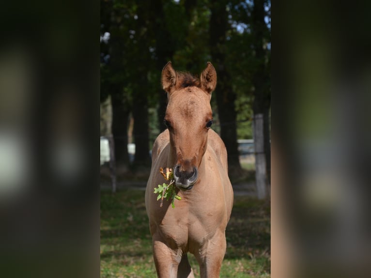 American Quarter Horse Stute Fohlen (07/2025) 150 cm Falbe in Nordhorn