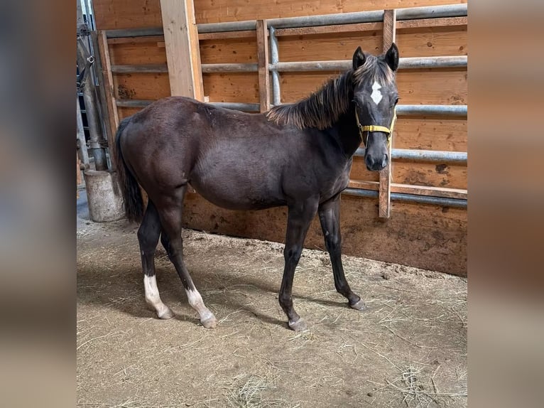 American Quarter Horse Stute Fohlen (03/2026) 150 cm  in Daleiden