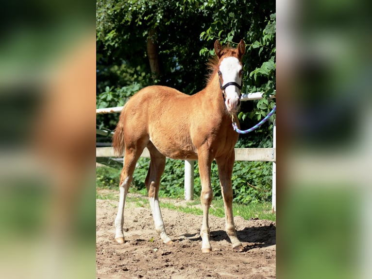 American Quarter Horse Stute  150 cm Fuchs in Stade