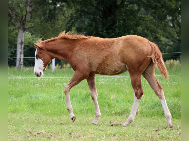 American Quarter Horse Stute Fohlen (03/2025) 150 cm Fuchs in Stade