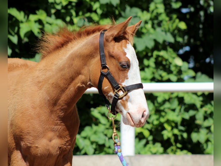 American Quarter Horse Stute  150 cm Fuchs in Stade