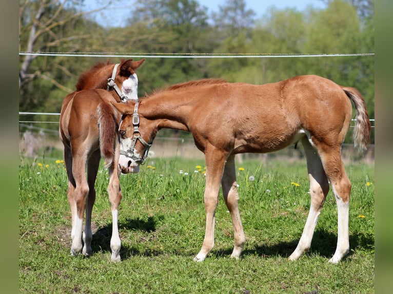 American Quarter Horse Stute  150 cm Fuchs in Stade