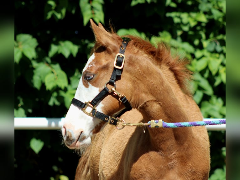 American Quarter Horse Stute  150 cm Fuchs in Stade