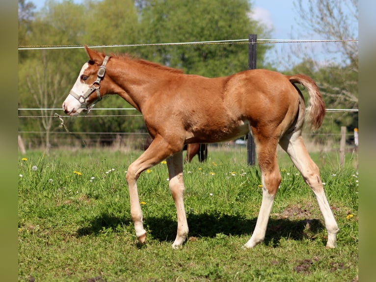 American Quarter Horse Stute  150 cm Fuchs in Stade
