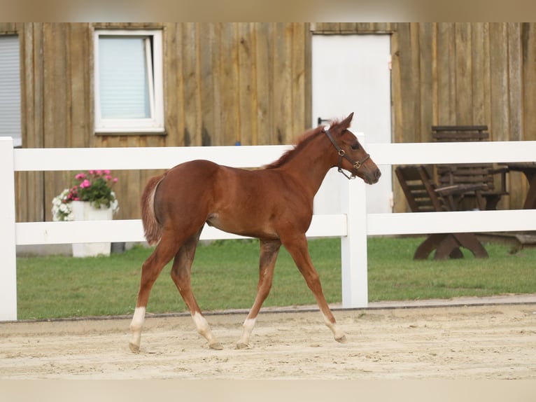 American Quarter Horse Stute Fohlen (06/2024) 150 cm Fuchs in Herne