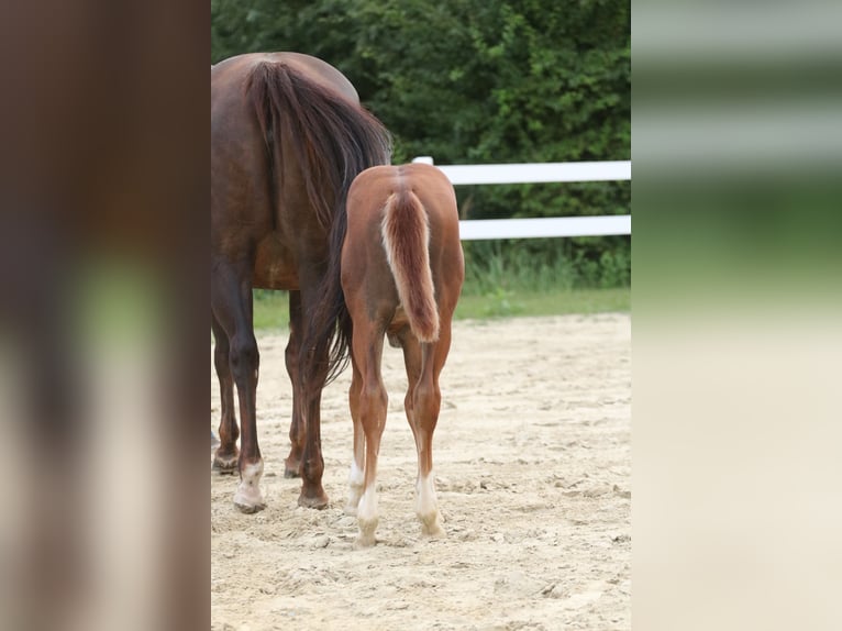 American Quarter Horse Stute Fohlen (06/2024) 150 cm Fuchs in Herne