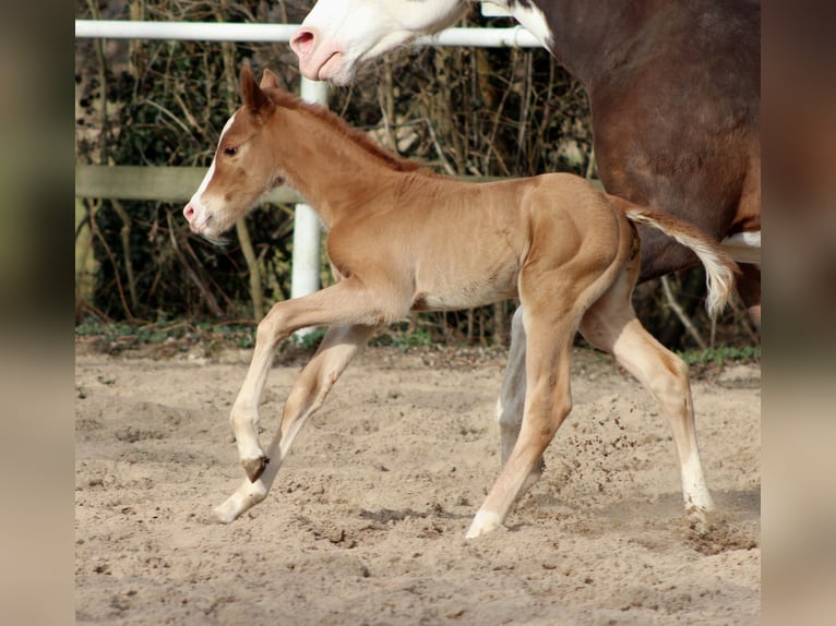 American Quarter Horse Stute Fohlen (03/2026) 150 cm Fuchs in Stade