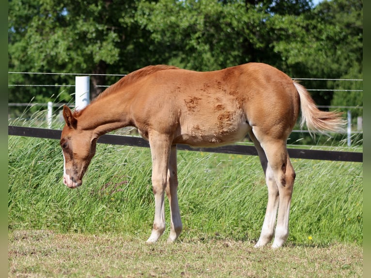American Quarter Horse Stute Fohlen (03/2026) 150 cm Fuchs in Stade