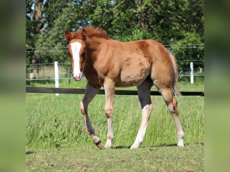 American Quarter Horse Stute Fohlen (03/2026) 150 cm Fuchs in Stade